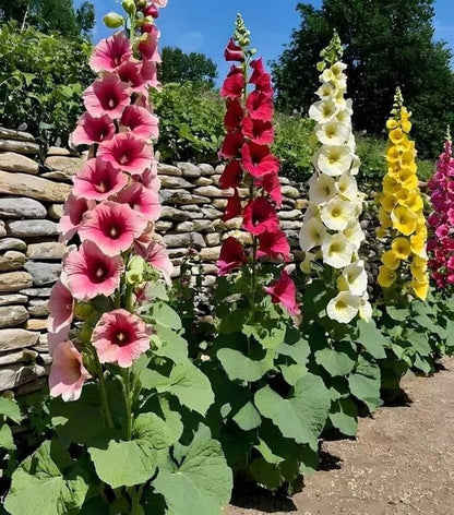 Hollyhock Flower seeds for Planting Sun Loving Heirloom & GMO Free Seeds for Home Garden