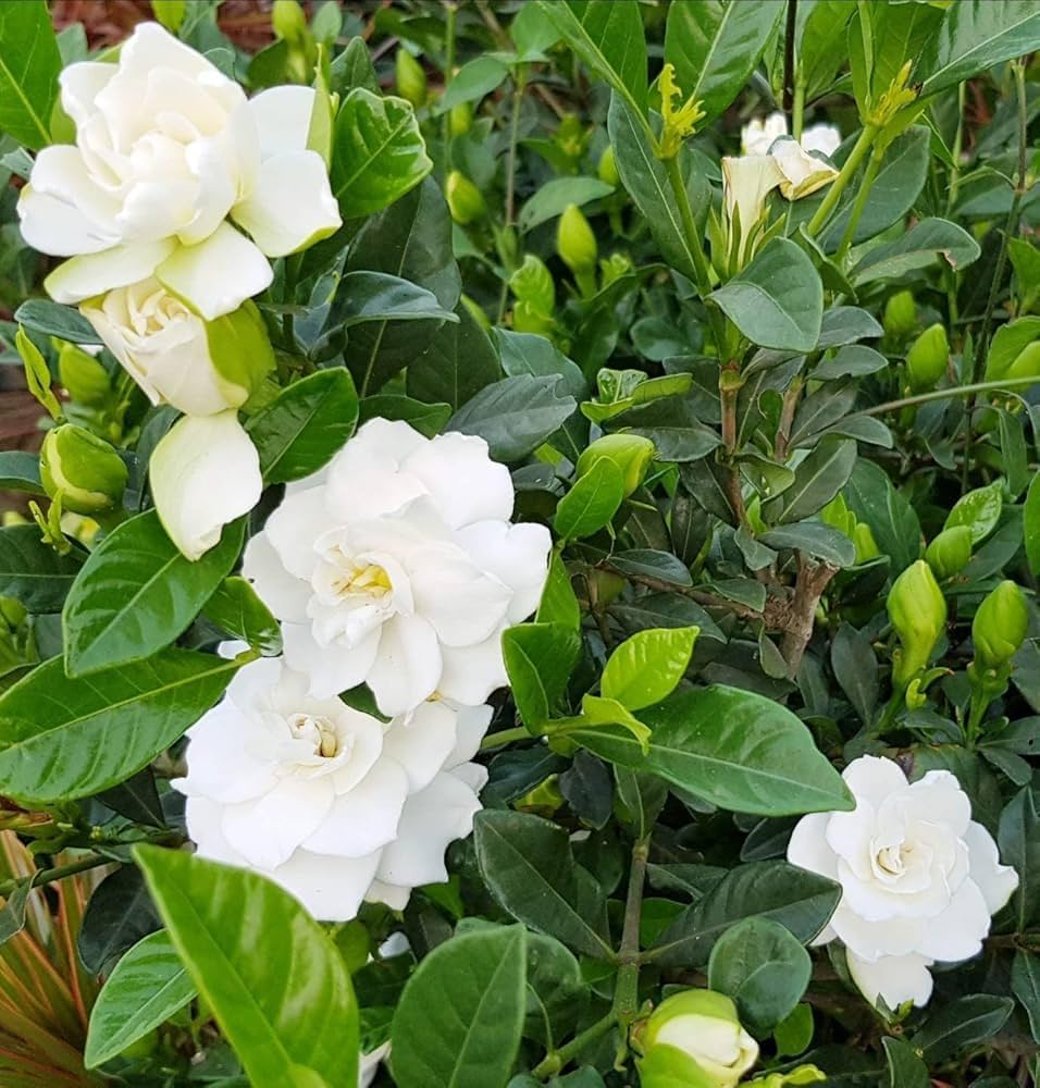 Green White Gardenia Flower seeds for Planting Sun Loving Heirloom & GMO Free Seeds for Home Garden