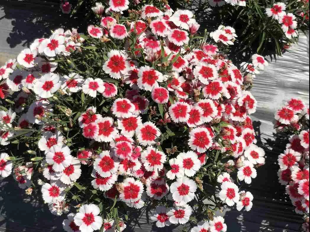 Premium Dianthus Red White Flower seeds for Planting Cottage Garden Essential, Heirloom & GMO Free Seeds for Home Garden seeds