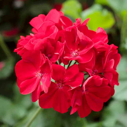 Hanging Flower seeds for Planting Compact Growth Heirloom & GMO Free Seeds for Home Garden