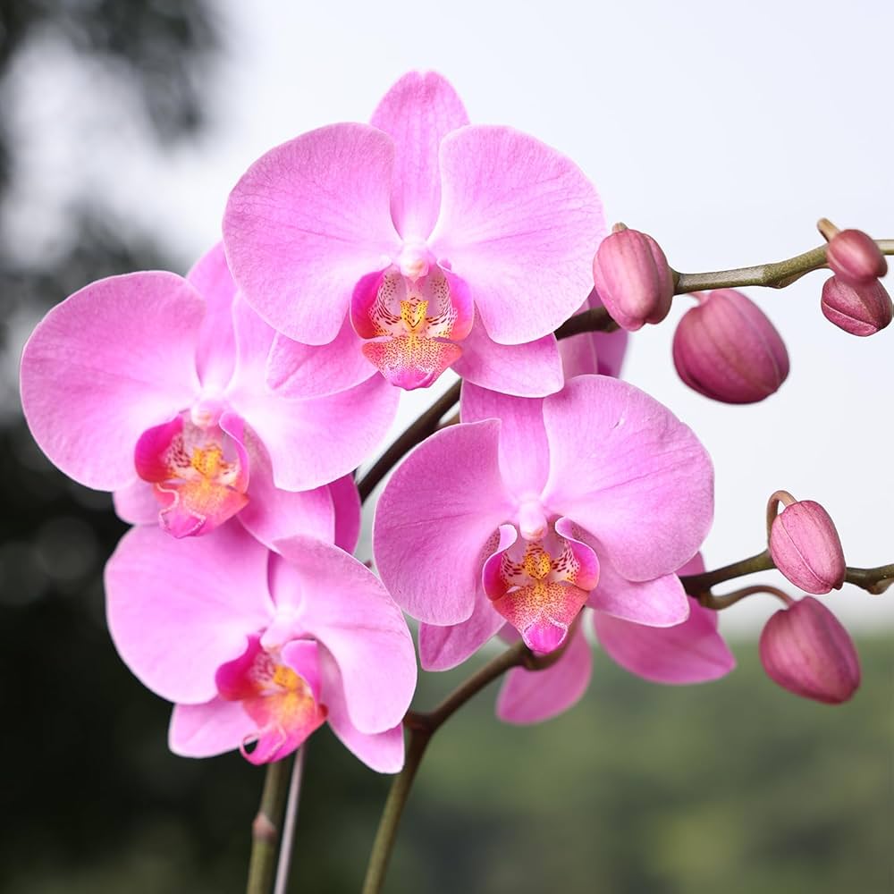 Premium Pink Hydroponic Orchid Flower seeds for Planting Seasonal Bloomer, Heirloom & GMO Free Seeds for Home Garden seeds