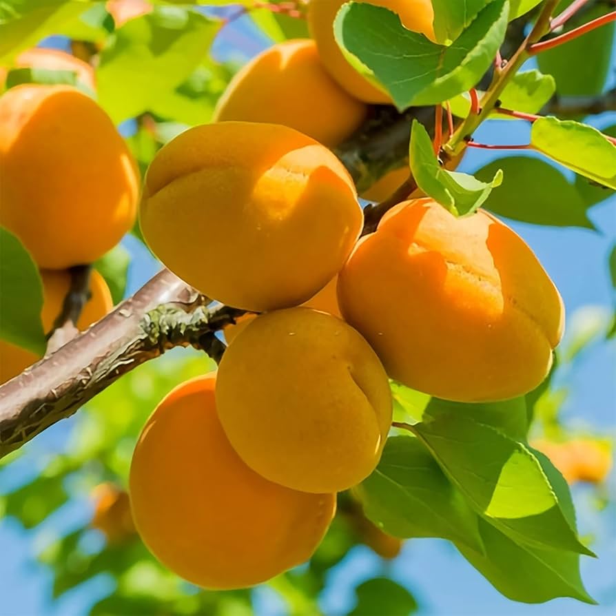 Manchurian Apricot Tree (Prunus mandshurica) Fruit Tree Flowering Seeds
