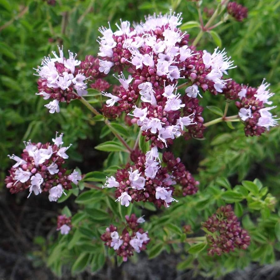 Purple Pulegium Flower seeds for Planting Sun Loving, Heirloom & GMO Free Seeds for Home Garden vegetable and garden seeds