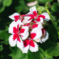 Red & White Geranium Flower seeds for Planting Vibrant Colors, Heirloom & GMO Free Seeds for Home Garden seeds for planting