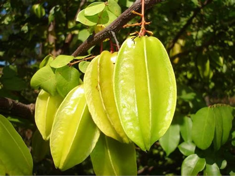 Star Fruit Seeds for Easy Planting and Growth