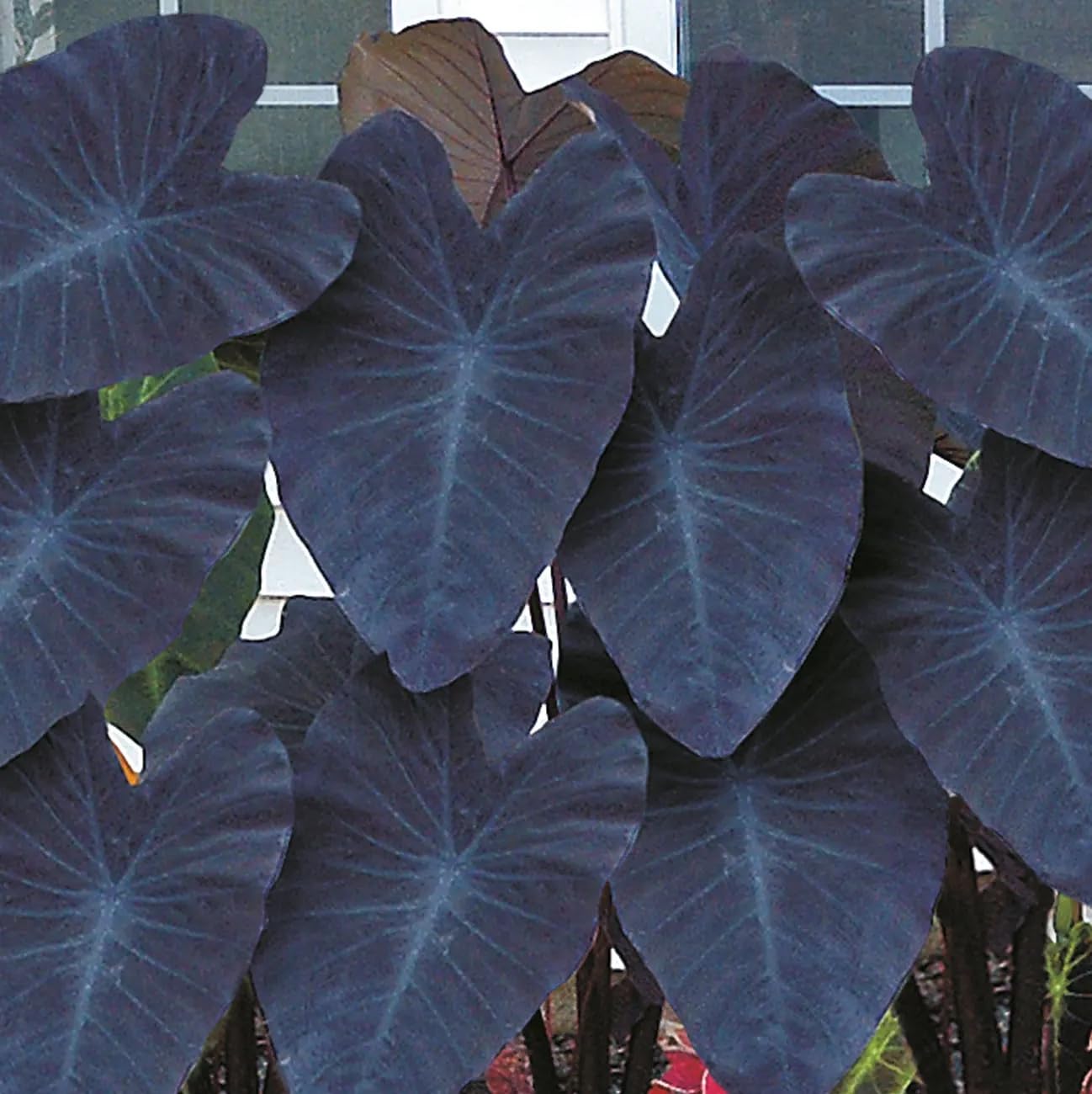 Leaf Alocasia Flower seeds for Planting Vibrant Colors, Heirloom & GMO Free Seeds for Home Garden vegetable and garden seeds