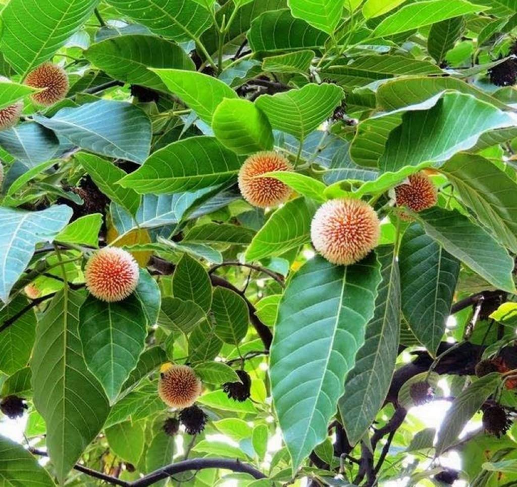 Green Anthocephalus Kadamba Flower seeds for Planting Colorful Display, Heirloom & GMO Free Seeds for Home Garden vegetable and garden seeds