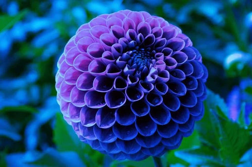 Premium Blue Pompon Dahlia Flower seeds for Planting Shade Tolerant, Heirloom & GMO Free Seeds for Home Garden seeds
