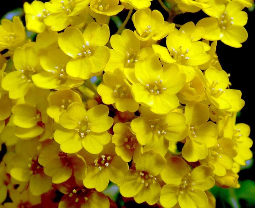 Yellow Aurinia Saxatilis Flower seeds for Planting Drought Tolerant, Heirloom & GMO Free Seeds for Home Garden seeds for planting