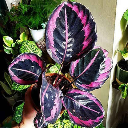 Black Calathea Flower seeds for Planting - Long Bloom Season, Heirloom & GMO Free Seeds for Home Garden