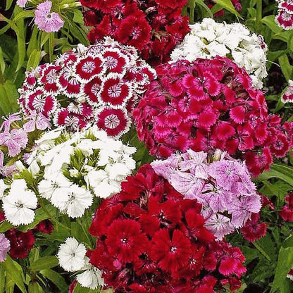Dianthus Flower seeds for Planting Shade Tolerant Heirloom & GMO Free Seeds for Home Garden