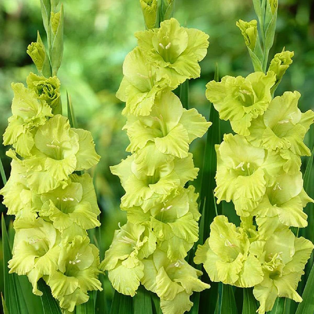 High quality Gladiolus Light Green Flower seeds for Planting Vibrant Colors, Heirloom & GMO Free Seeds for Home Garden seeds pack