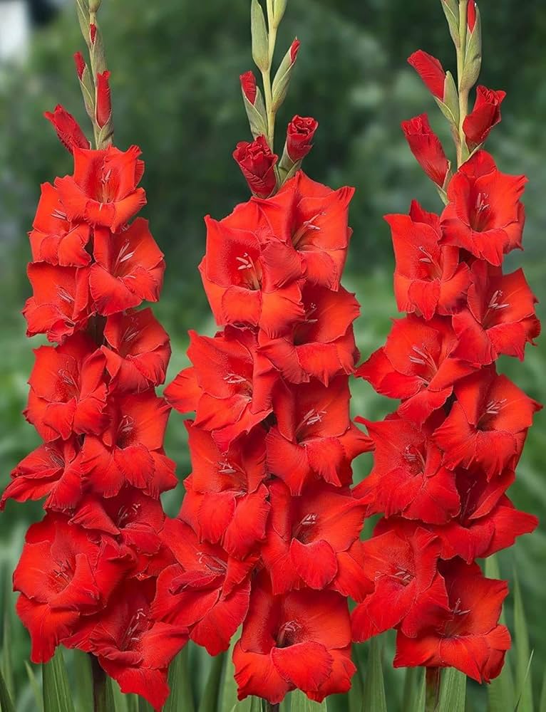 Gladiolus Flower seeds for Planting Easy to Grow, Heirloom & GMO Free Seeds for Home Garden seeds for planting
