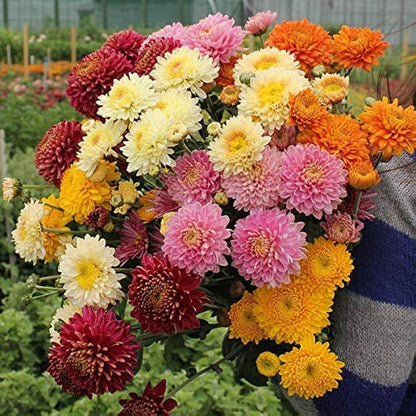 Chrysanthemum Flower seeds for Planting - Pollinator Friendly, Heirloom & GMO Free Seeds for Home Garden