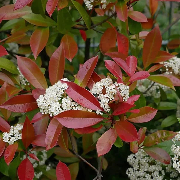 Red Tip Photinia Flower seeds for Planting - Bright Blooms, Heirloom & GMO Free Seeds for Home Garden