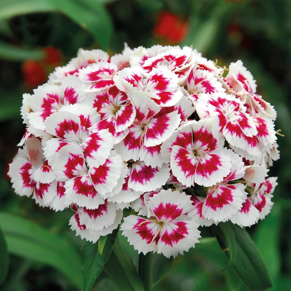 High quality Mixed Dianthus Telstar Flower seeds for Planting Colorful Display, Heirloom & GMO Free Seeds for Home Garden seeds pack