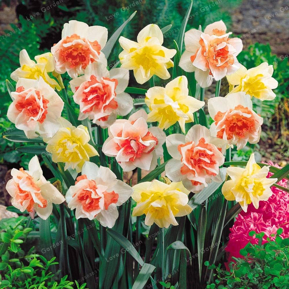Jonquil Flower seeds for Planting Easy to Grow, Heirloom & GMO Free Seeds for Home Garden seeds for planting