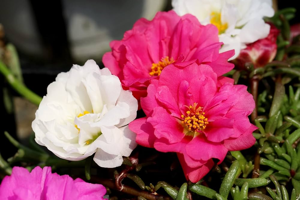 Premium White Pink Moss Rose Flower seeds for Planting Perfect for Borders, Heirloom & GMO Free Seeds for Home Garden Sale seeds