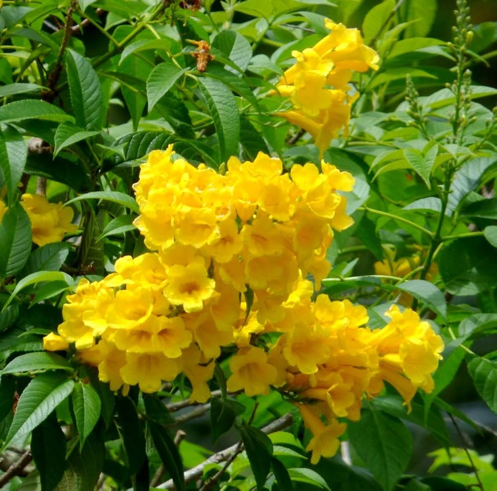 Yellow Alcea Ficifolia Flower seeds for Planting Long Bloom Season, Heirloom & GMO Free Seeds for Home Garden seeds for planting
