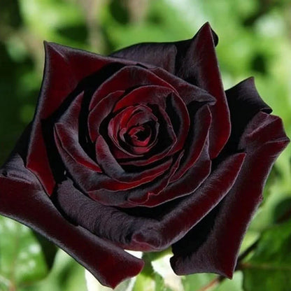 Deep Red Rose Flower seeds for Planting Low Maintenance Heirloom & GMO Free Seeds for Home Garden