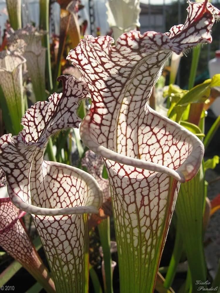 High quality Carnivorous Flower seeds for Planting Garden Favorite, Heirloom & GMO Free Seeds for Home Garden seeds pack