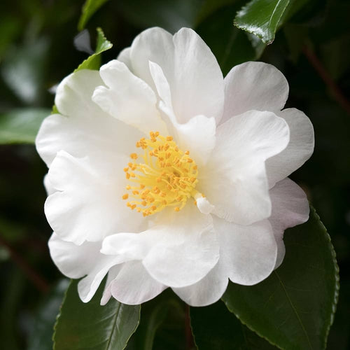 Camellia White Flower seeds for Planting Wildflower Mix, Heirloom & GMO Free Seeds for Home Garden seeds for planting