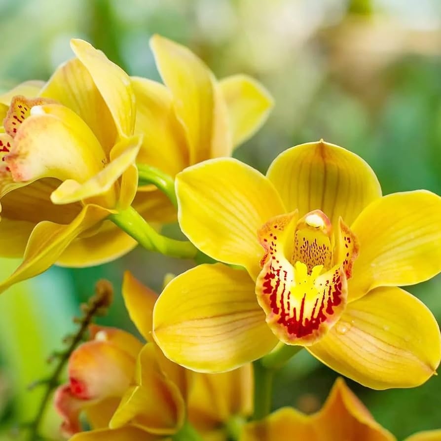 Heirloom Cymbidium Orchid Flower seeds for Planting Seasonal Bloomer Heirloom & GMO Free Seeds for Home Garden