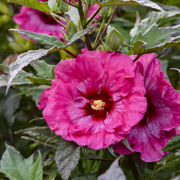 Heirloom Rose Mallow Flower seeds for Planting Pollinator Friendly Heirloom & GMO Free Seeds for Home Garden