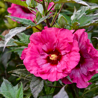 Heirloom Rose Mallow Flower seeds for Planting Pollinator Friendly Heirloom & GMO Free Seeds for Home Garden