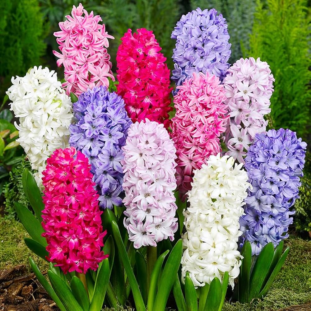 Premium Hyacinthus Orientalis Flower seeds for Planting Wildflower Mix, Heirloom & GMO Free Seeds for Home Garden seeds