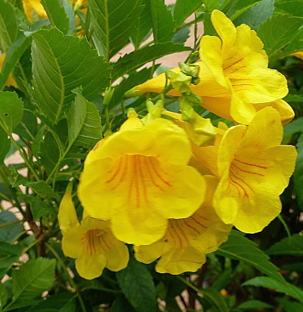 Tecoma Flower seeds for Planting Long Bloom Season, Heirloom & GMO Free Seeds for Home Garden vegetable and garden seeds