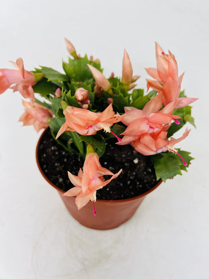 Heirloom Schlumbergera Flower seeds for Planting Easy to Grow Heirloom & GMO Free Seeds for Home Garden