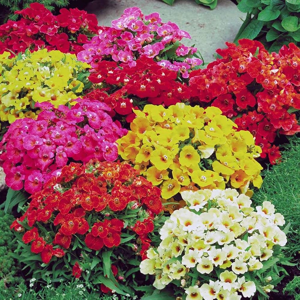 Mixed Nemesia Carnival Flower seeds for Planting Bright Blooms, Heirloom & GMO Free Seeds for Home Garden vegetable and garden seeds