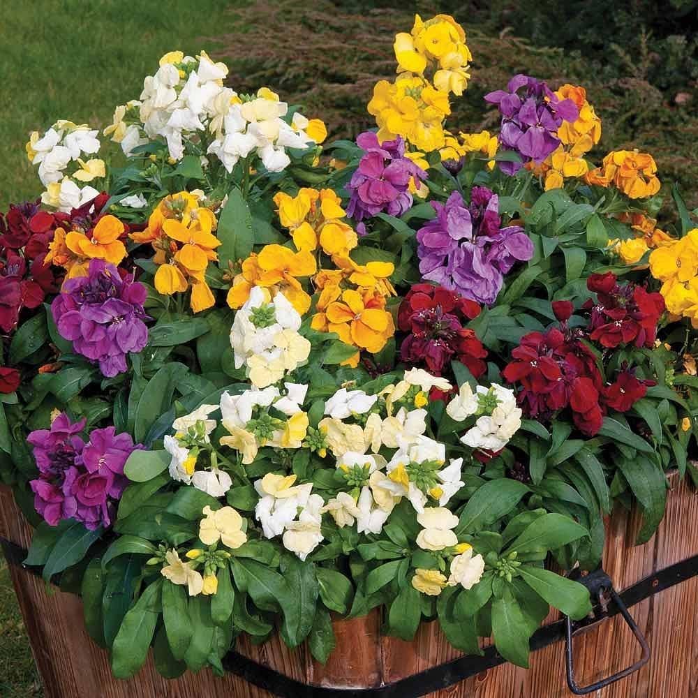 Mixed Erysimum Flower seeds for Planting Shade Tolerant, Heirloom & GMO Free Seeds for Home Garden seeds for planting