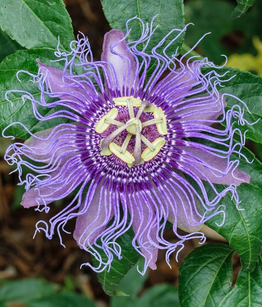 Passion Flower Passiflora Seeds Flower seeds for Planting Premium Quality Heirloom & GMO Free Seeds for Home Garden