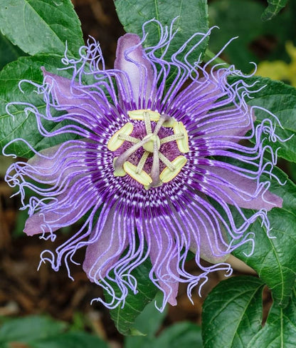 Passion Flower Passiflora Seeds Flower seeds for Planting Premium Quality Heirloom & GMO Free Seeds for Home Garden