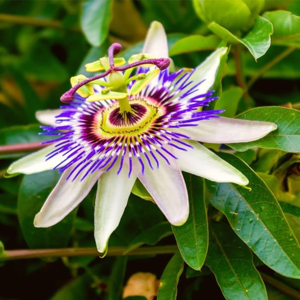 Premium Passion Flower seeds for Planting Low Maintenance, Heirloom & GMO Free Seeds for Home Garden seeds