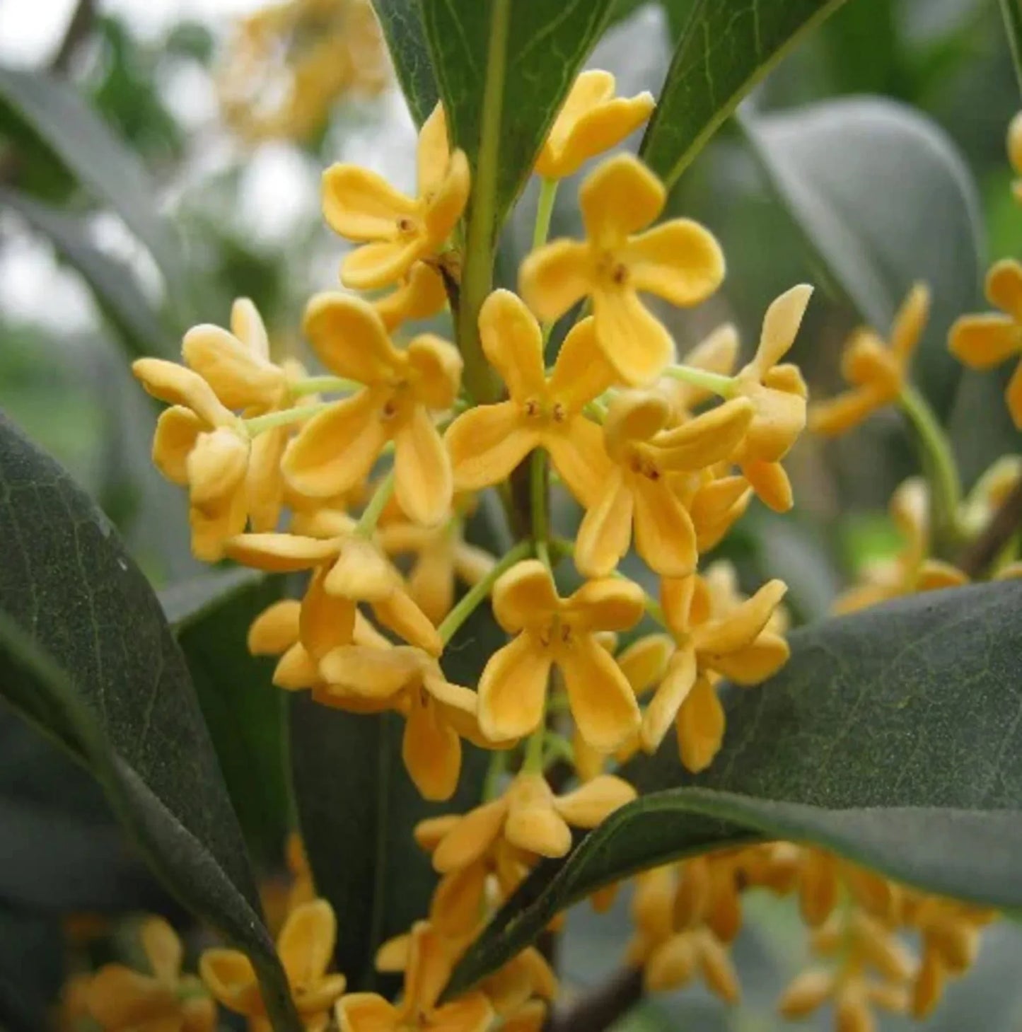 Heirloom Osmanthus Flower seeds for Planting Cottage Garden Essential Heirloom & GMO Free Seeds for Home Garden