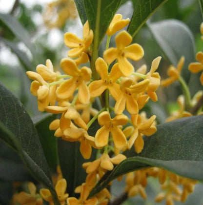 Heirloom Osmanthus Flower seeds for Planting Cottage Garden Essential Heirloom & GMO Free Seeds for Home Garden