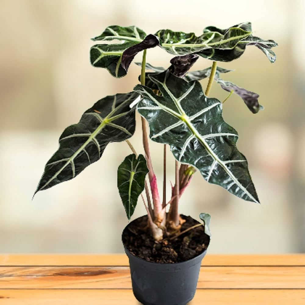 Green Alocasia Flower seeds for Planting Seasonal Bloomer, Heirloom & GMO Free Seeds for Home Garden vegetable and garden seeds