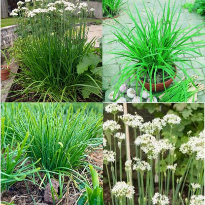 Chinese Leek (Oriental Garlic / Garlic Chives / Chinese Chives / Flat Chives) Allium tuberosum Vegetable Seeds