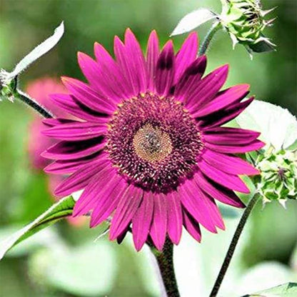 Purple Mini Sunflower Seeds for Planting, Heirloom Non-GMO, High Germination Organic Garden Seeds