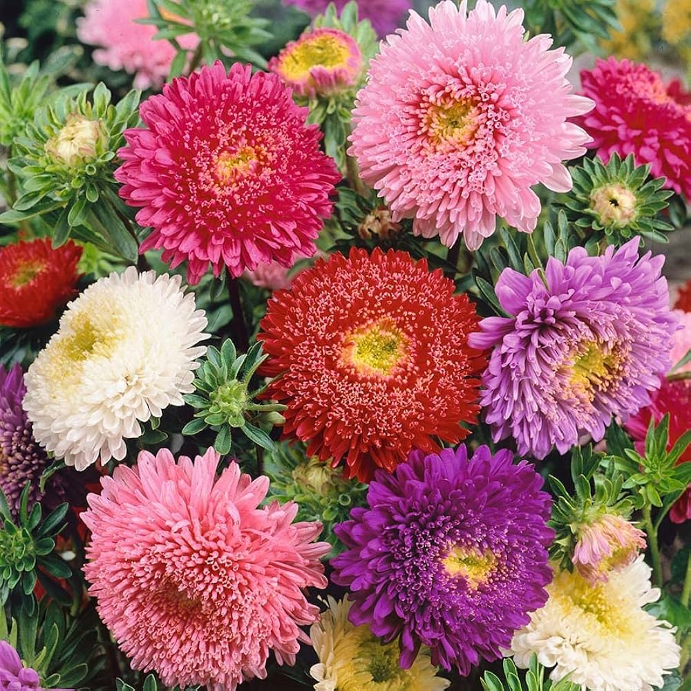 Premium Mix Aster Flower seeds for Planting Fragrant Blossoms, Heirloom & GMO Free Seeds for Home Garden seeds