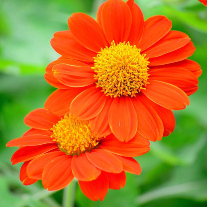 Orange Mini Sunflower Seeds for Planting, Heirloom Non-GMO Garden Seeds for Cut Flowers