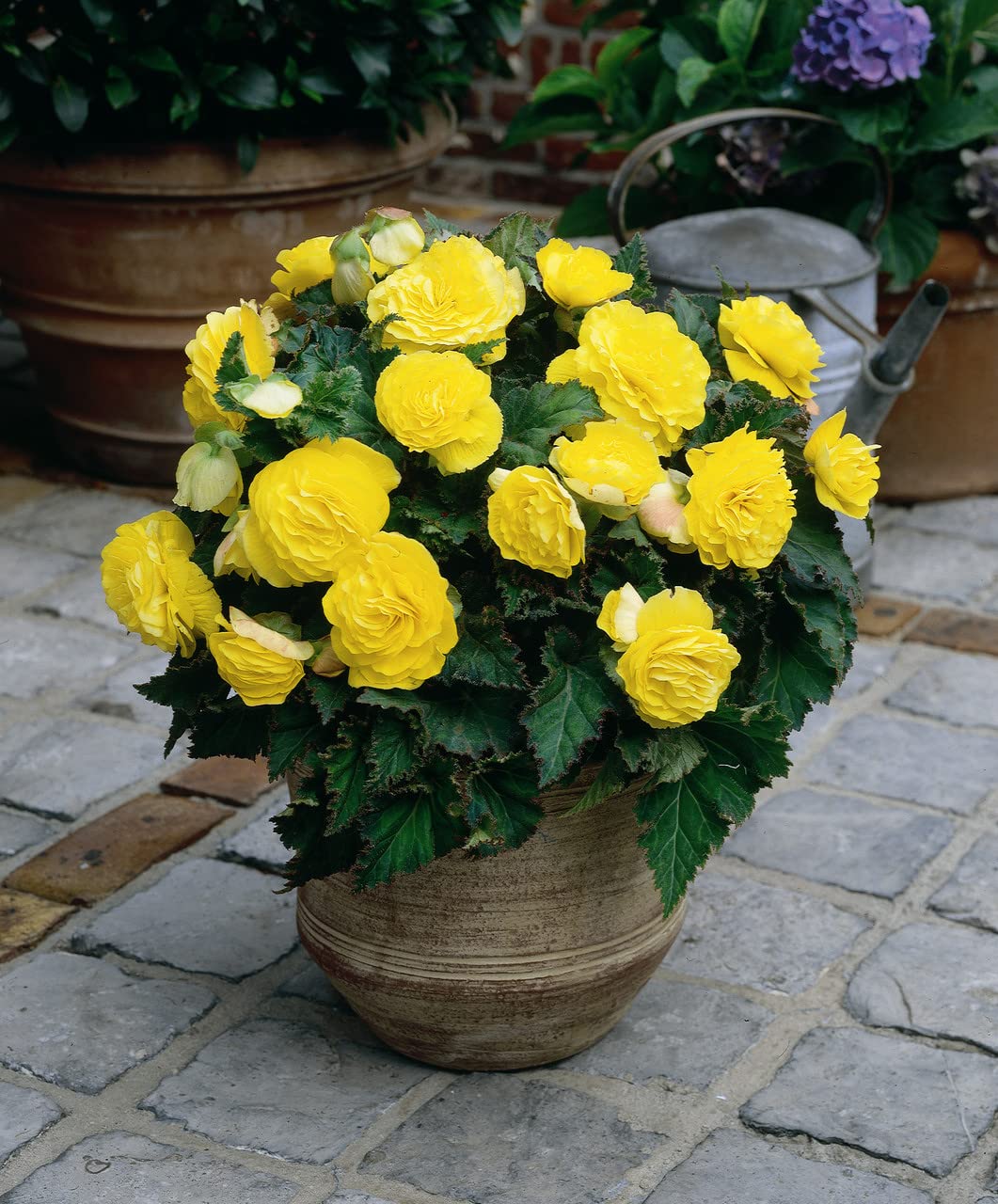 High quality Light Yellow Begonia Flower seeds for Planting Drought Tolerant, Heirloom & GMO Free Seeds for Home Garden seeds pack