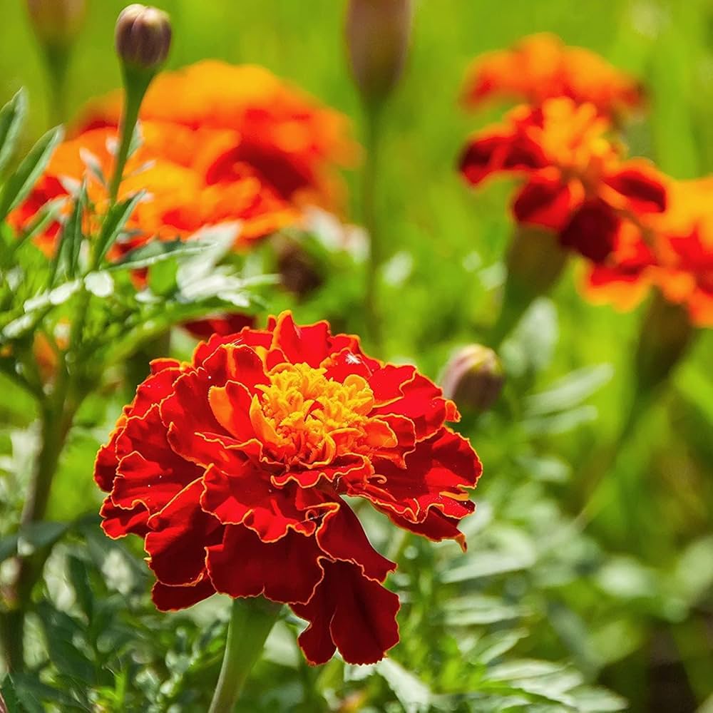 Russian Marigold Flower seeds for Planting Easy to Grow Heirloom & GMO Free Seeds for Home Garden