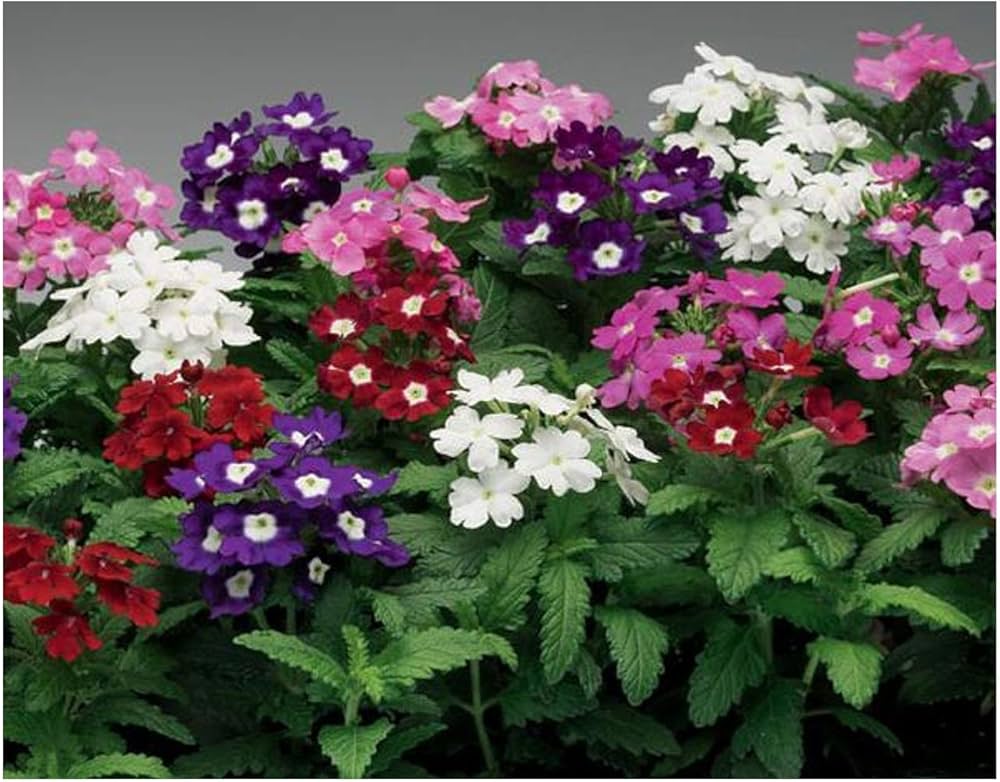 Mixed Verbena Flower seeds for Planting Fragrant Blossoms, Heirloom & GMO Free Seeds for Home Garden vegetable and garden seeds