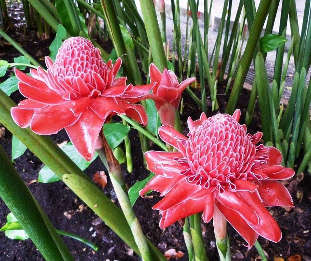 Torch Ginger Flower seeds for Planting Perfect for Borders Heirloom & GMO Free Seeds for Home Garden