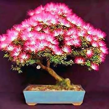 Albizia Mixed Colour Seeds For Planting