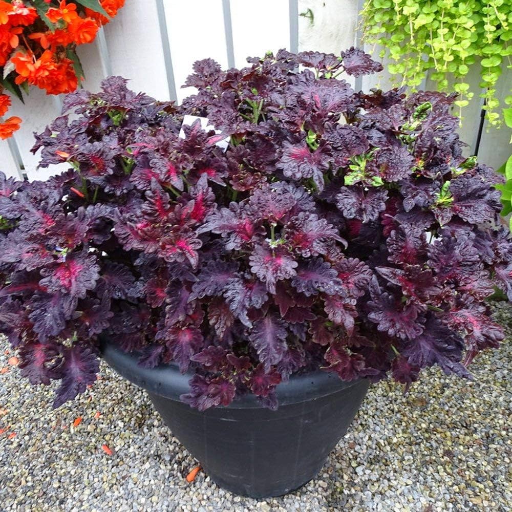 Premium Black Coleus Flower seeds for Planting Colorful Display, Heirloom & GMO Free Seeds for Home Garden seeds